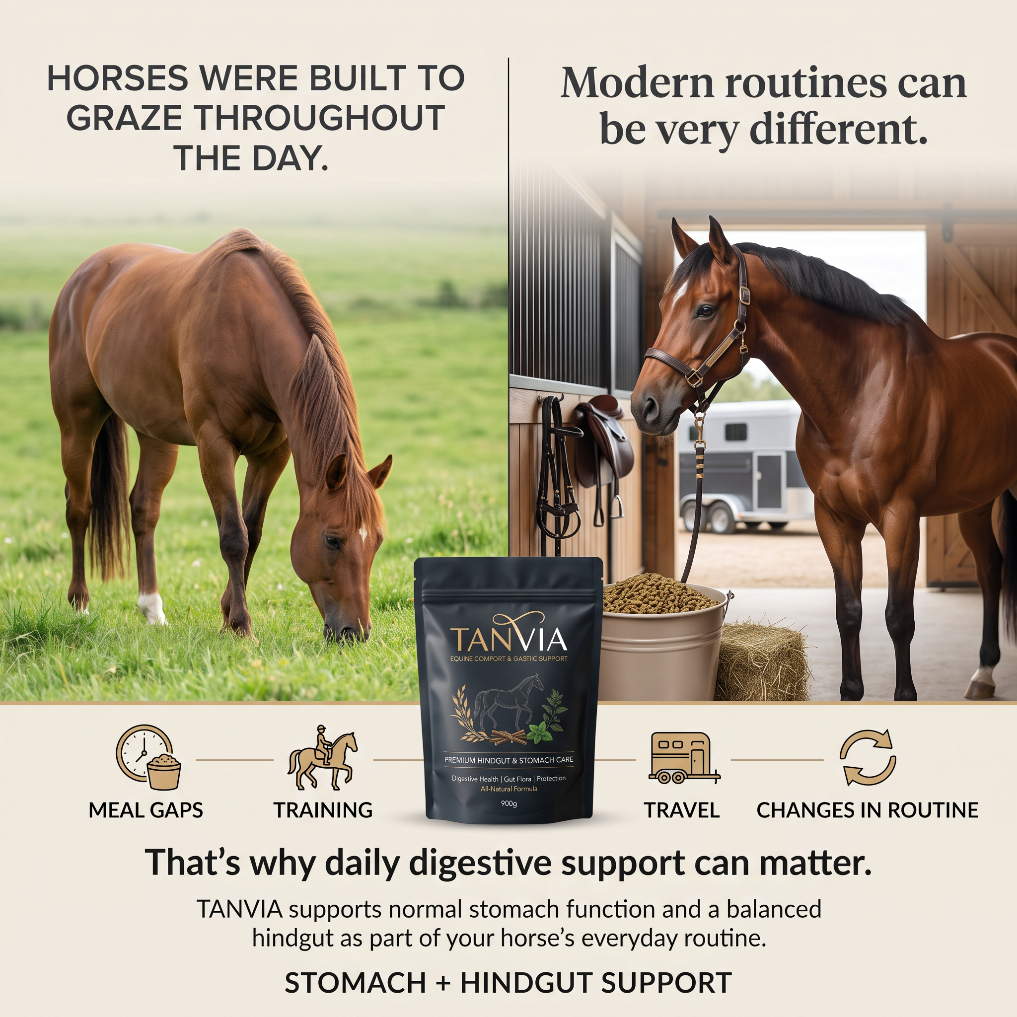 TANVIA Equine Comfort — Premium Gastric & Hindgut Support for Horses